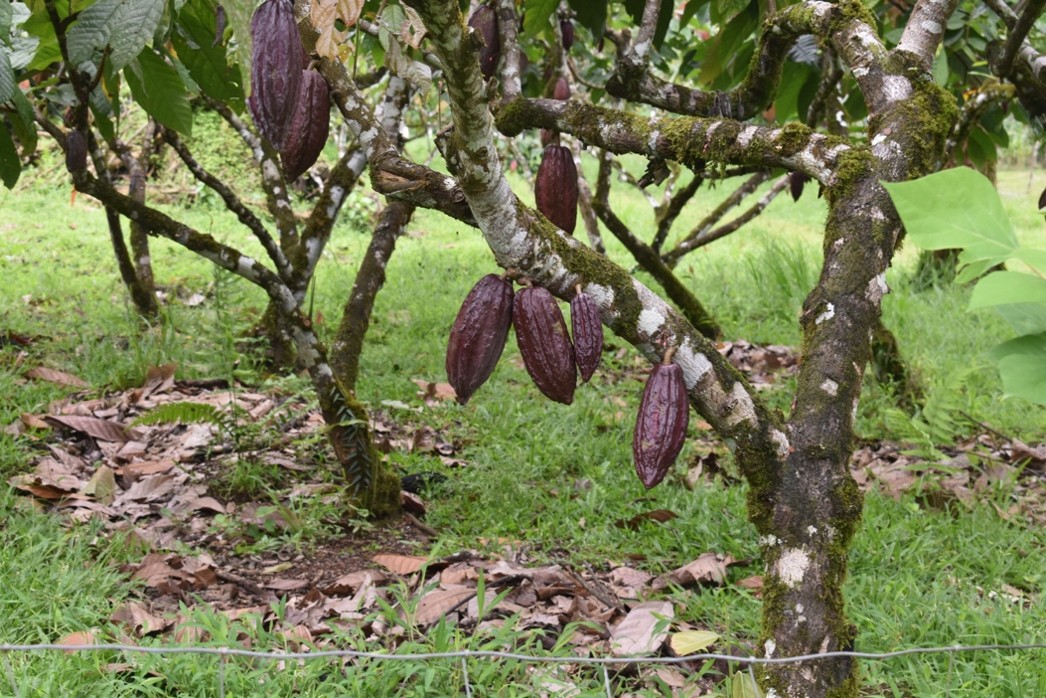 Dark cacao pods on tree.jpg